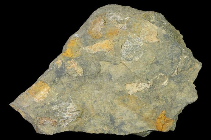 Pennsylvanian Fossil Brachiopod Plate - Kentucky #138904